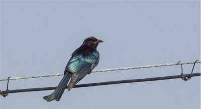 ​为啥小鸟站在电线杆上不会触电,为什么鸟站在高压线上不会触电?简单回答