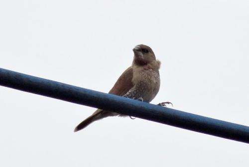 为啥小鸟站在电线杆上不会触电,为什么鸟站在高压线上不会触电?简单回答图4