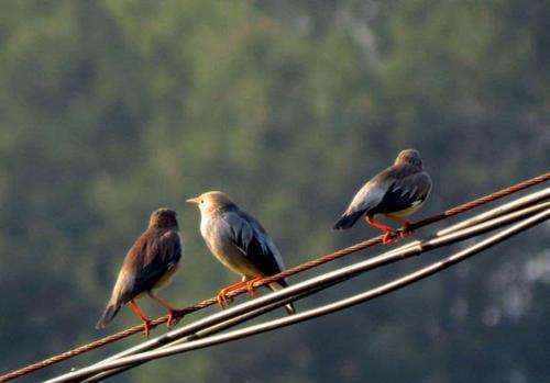 为啥小鸟站在电线杆上不会触电,为什么鸟站在高压线上不会触电?简单回答图3