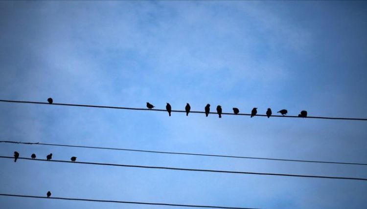 为什么鸟站在电线上不会触电死亡?