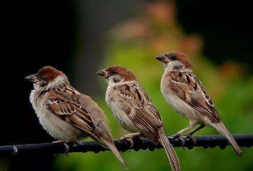 为啥小鸟站在电线杆上不会触电,为什么鸟站在高压线上不会触电?简单回答图2