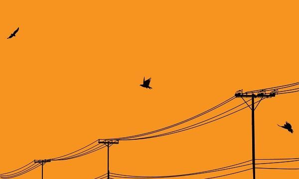 为啥小鸟站在电线杆上不会触电,为什么鸟站在高压线上不会触电?简单回答图5