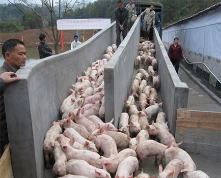 猪圈朝气大怎么办满屋没有干净地方都嘲气