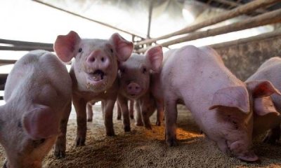 ​猪圈潮湿解决办法,养猪的猪舍很容易潮湿吗