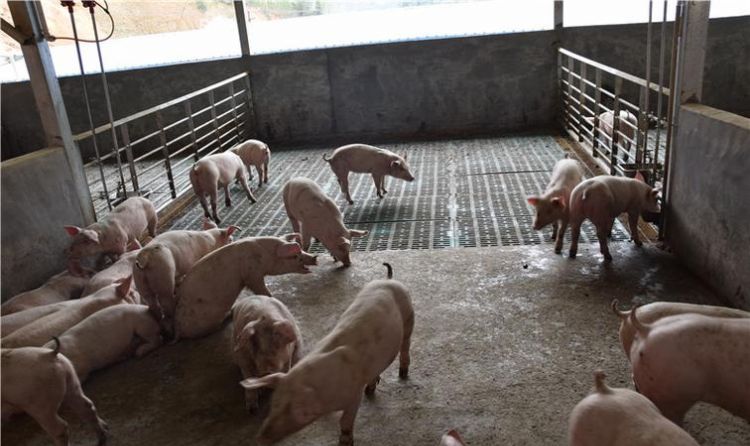 猪圈怎么才能不潮湿呢