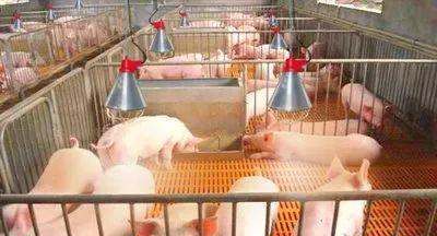 猪圈潮湿解决办法,养猪的猪舍很容易潮湿吗图6