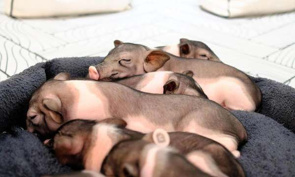 猪圈潮湿解决办法,养猪的猪舍很容易潮湿吗图2