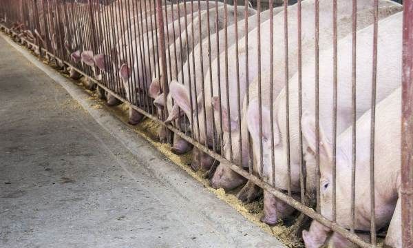 猪圈潮湿解决办法,养猪的猪舍很容易潮湿吗图3