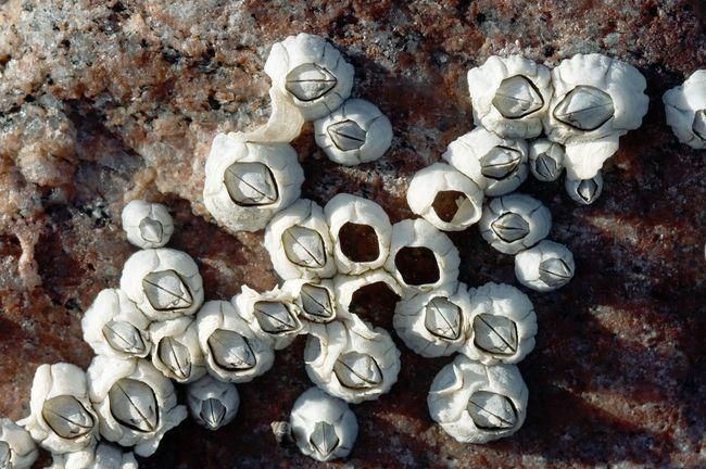 藤壶是什么东西可以吃吗