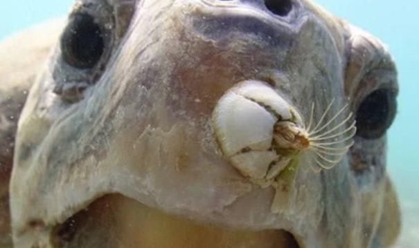 藤壶是什么东西