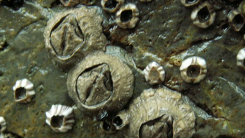 藤壶是什么东西,鲸鱼身上的藤壶是什么东西图1