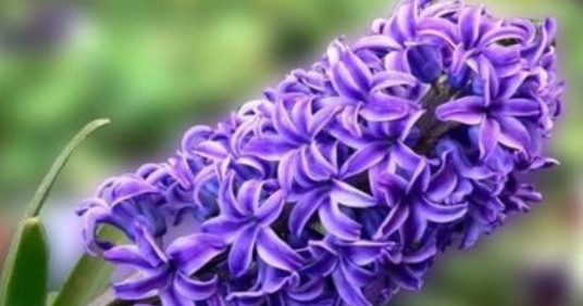 风信子花香有毒,风信子花有毒吗?可以在室内养吗?图2