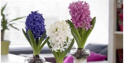 风信子花香有毒,风信子花有毒吗?可以在室内养吗?