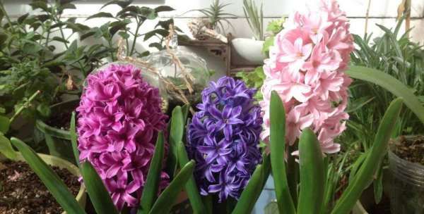 风信子花香有毒,风信子花有毒吗?可以在室内养吗?图4