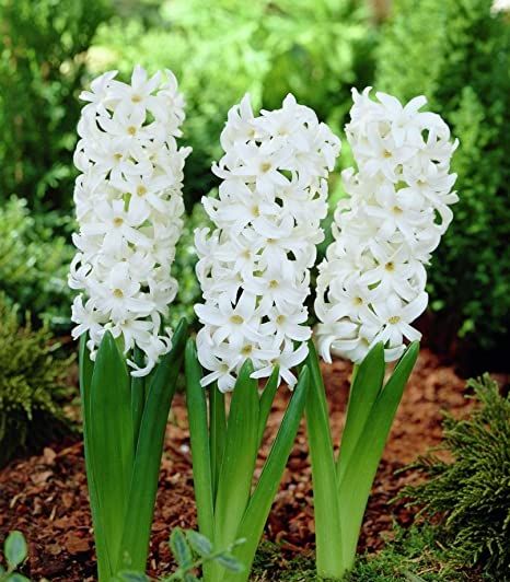 风信子花香有毒吗 适合在室内养吗