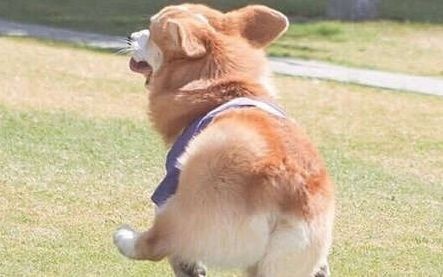 女子悬赏100万寻柯基犬,谁知它早已被邻居大叔吃掉