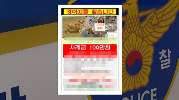 女子悬赏100万寻柯基犬,谁知它早已被邻居大叔吃掉