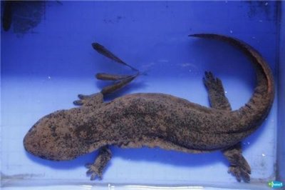 山海经之鱼—赤鱬