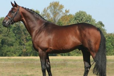 ​汉诺威马：曾经世界上最好的温血马