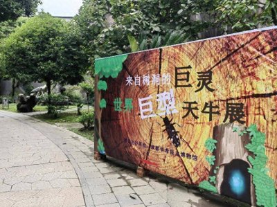 ​世界上最巨型的甲虫长啥样？在这场展览中邂逅来自树洞的巨灵