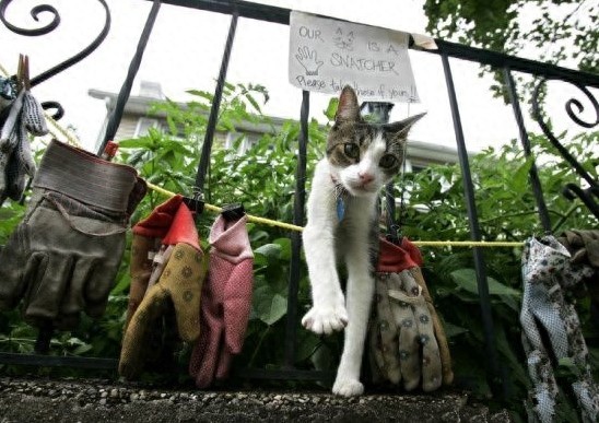 世界最奇葩的动物，怪咖，逆天了