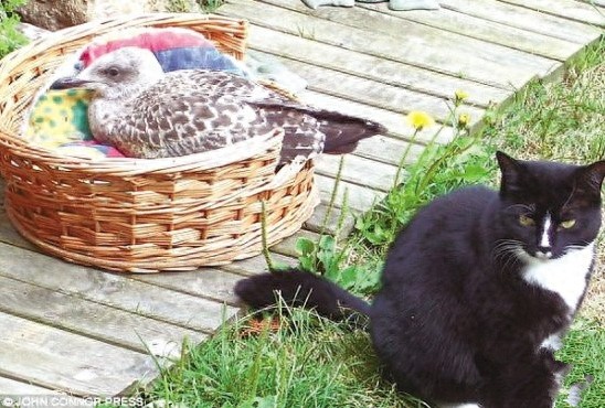 世界最奇葩的动物，怪咖，逆天了