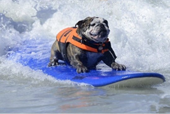 世界最奇葩的动物，怪咖，逆天了