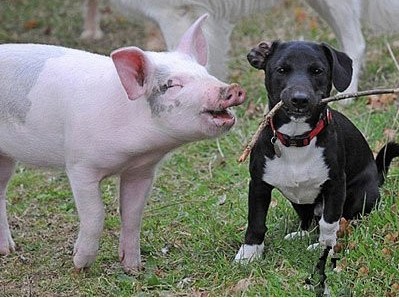 世界最奇葩的动物，怪咖，逆天了