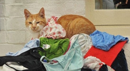 世界最奇葩的动物，怪咖，逆天了