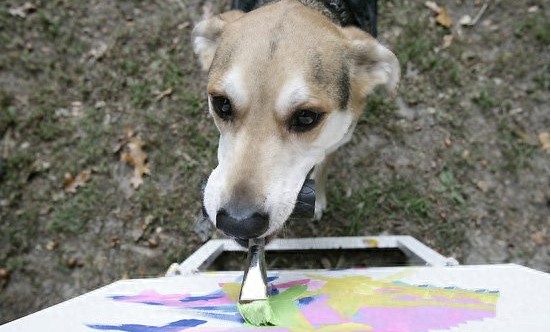 世界最奇葩的动物，怪咖，逆天了