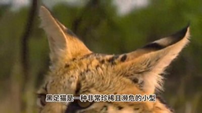 为什么黑足猫被全世界禁养?颜值这么高,看完你就不敢养了