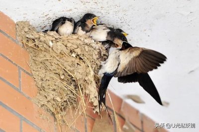 ​燕子在人类家里搭窝寓意着什么？