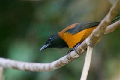 ​何为鸩毒，堪称满清十大酷刑中最仁慈