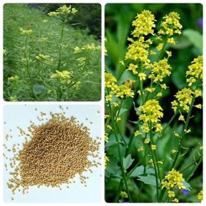 ​白芥子是什么？