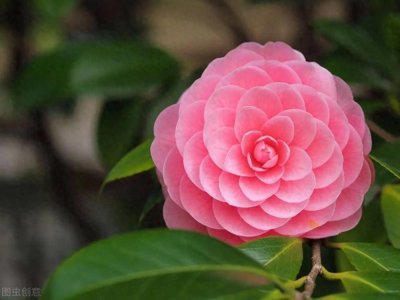 ​名列我国十大名花之一的山茶花