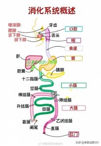 人体奥秘大公开:十大系统高清解剖图,速速收藏!