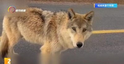 网红野狼走红被喂“胖”！专家表示野生动物切勿随意投喂