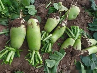 萝卜种植黄金期是什么时候?萝卜种植注意事项,看一看