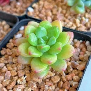 ​阳台养花终极指南：10种全年爆盆花卉，新手也能轻松养出网红花园