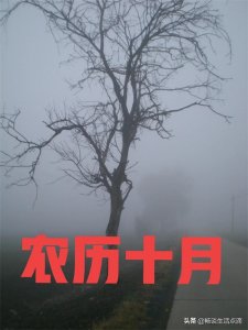 ​农历十月，起雾好不好？有什么预兆？看看老祖宗留下的谚语