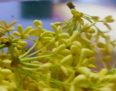 ​三个香叠在一起的馫，不是读xiāng，正确的读音是什么？