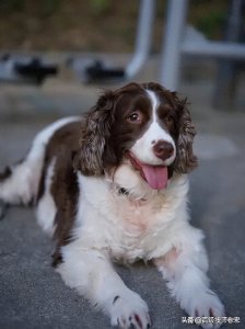 揭秘史宾格被列为禁养犬的背后原因