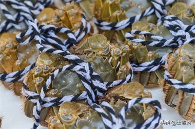 ​2022年阳澄湖大闸蟹什么时候开湖上市？10只一箱多少钱？