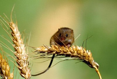 老鼠最怕什么气味?用什么东西可以赶走老鼠,让它不敢来?