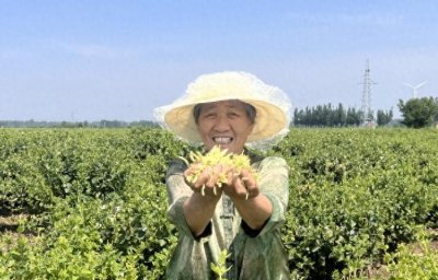 ​连花清瘟的“花”是什么花？以岭药业3100亩金银花开出富民良方