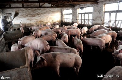 ​猪瘟有哪些症状、哪几个类型？猪瘟可以治疗吗？猪瘟的治疗办法