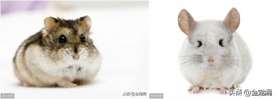 ​龙猫到底是一种什么样的宠物？怎样才能养好？