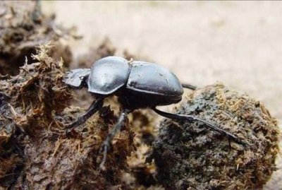 ​以动物粪便为食的“屎壳郎”，它们的就餐和排泄堪称一绝