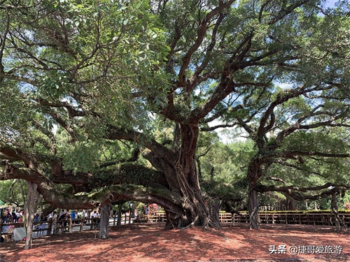福建省 福州市 福州国家森林公园 全国十大森林公园之一