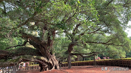 福建省 福州市 福州国家森林公园 全国十大森林公园之一